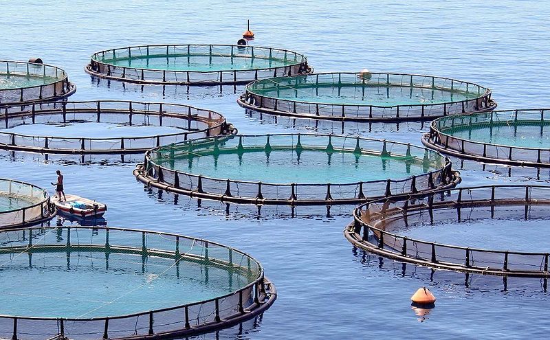 File:Marine fish farm.jpg