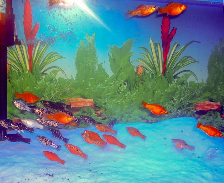File:Freshwater aquarium.jpg