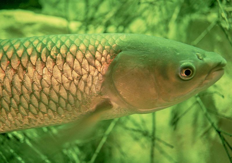 File:Grass carp (Ctenopharyngodon idella).jpg