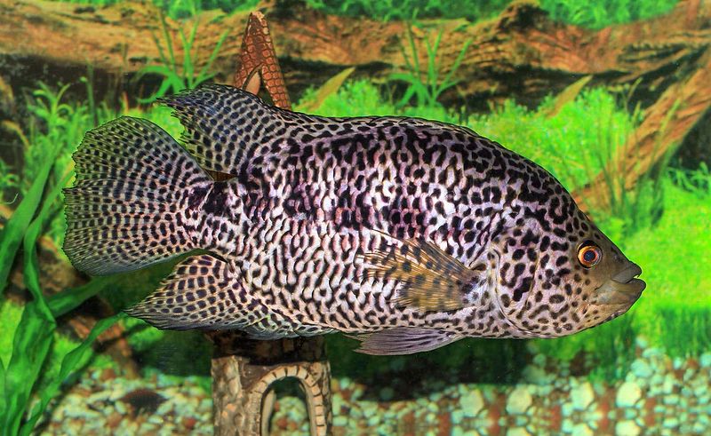 File:Jaguar cichlid (Parachromis managuensis).jpg