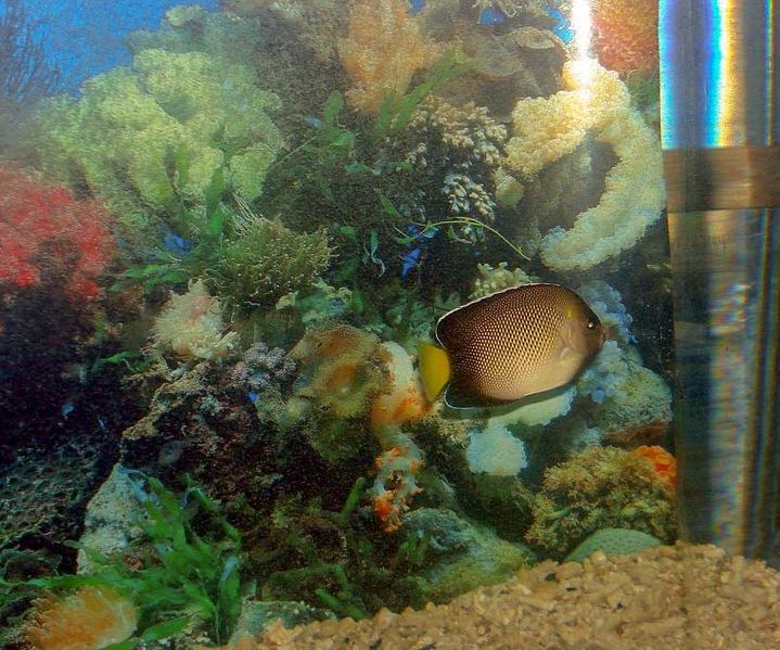 File:Marine aquarium fish.jpg